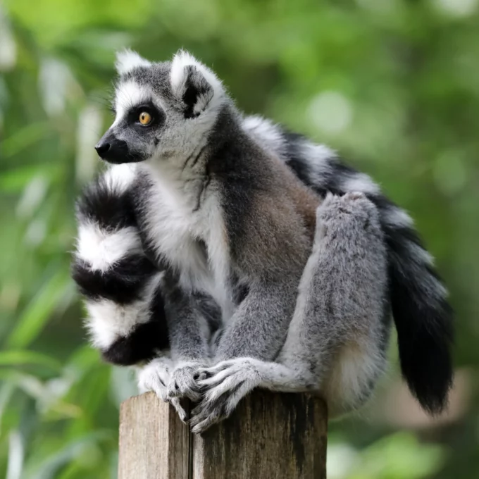 Ring-tailed lemur