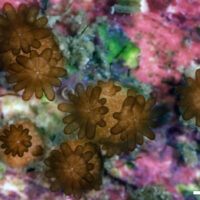 Acropora millepora coral created with cryopreserved sperm 52 days old, with 1mm scale.