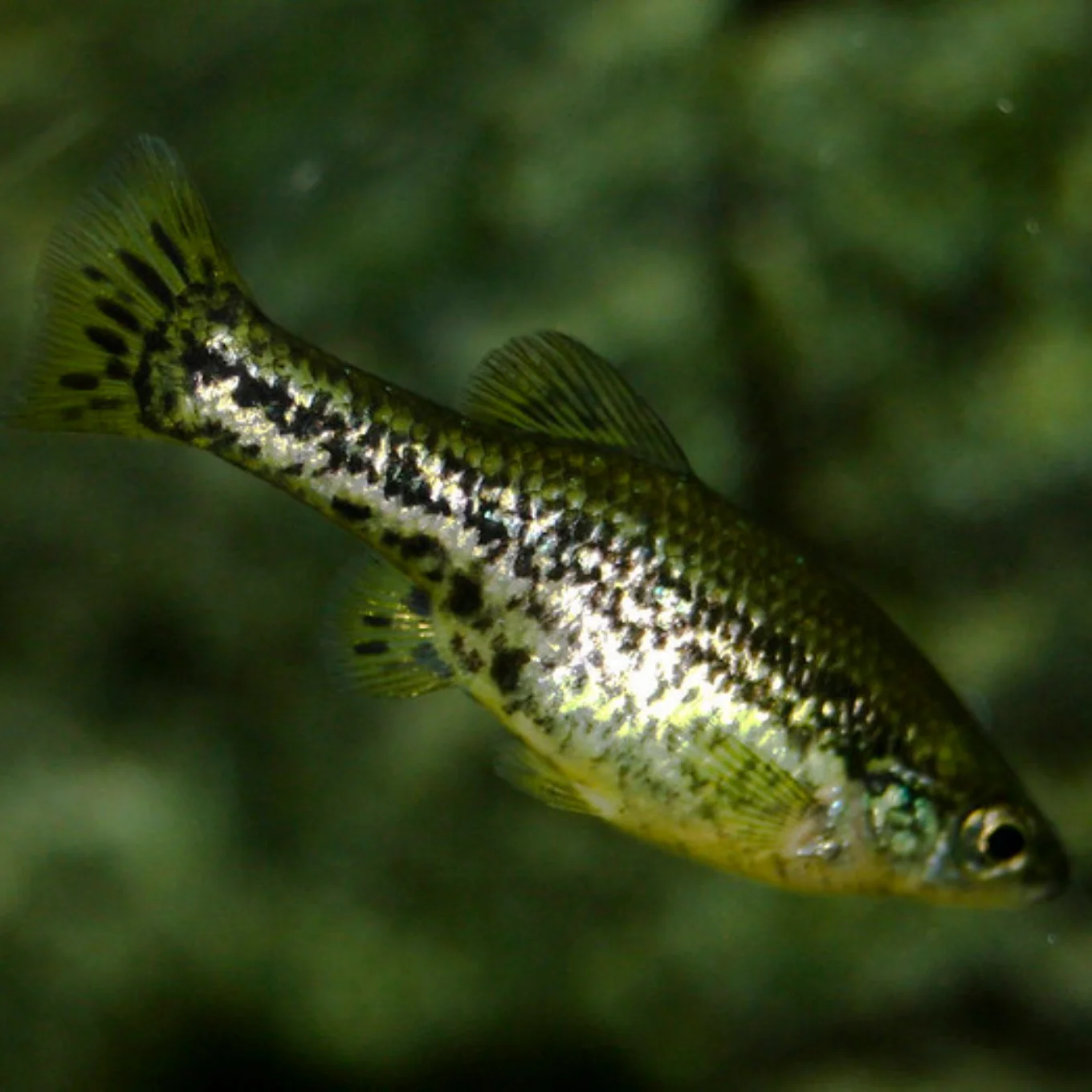 Goodeid Butterfly splitfin | Nature's SAFE